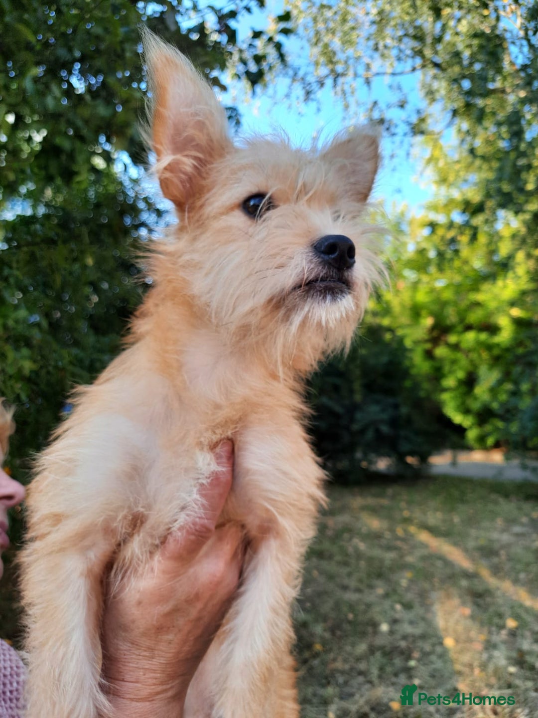 Mixed Breed dogs for adoption: 💖🐶 NIKOLETTA 🐶💖 - Image 4
