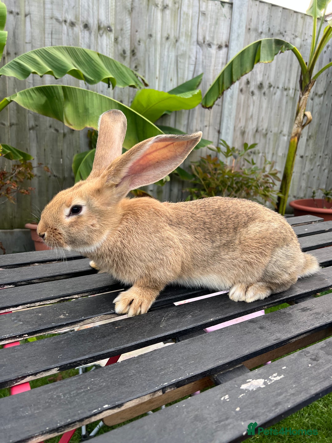 Continental Giant rabbits for sale: Continental Giants - Image 15