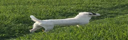 Parson Russell dogs for stud: KC and IKC Registered PRT Stud - Advert 3