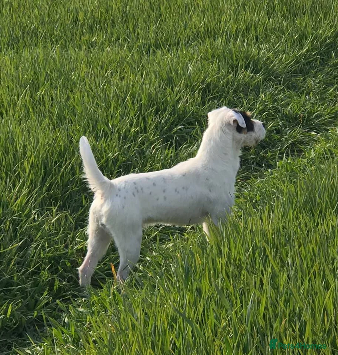 Parson Russell dogs for stud: KC and IKC Registered PRT Stud - Advert 3