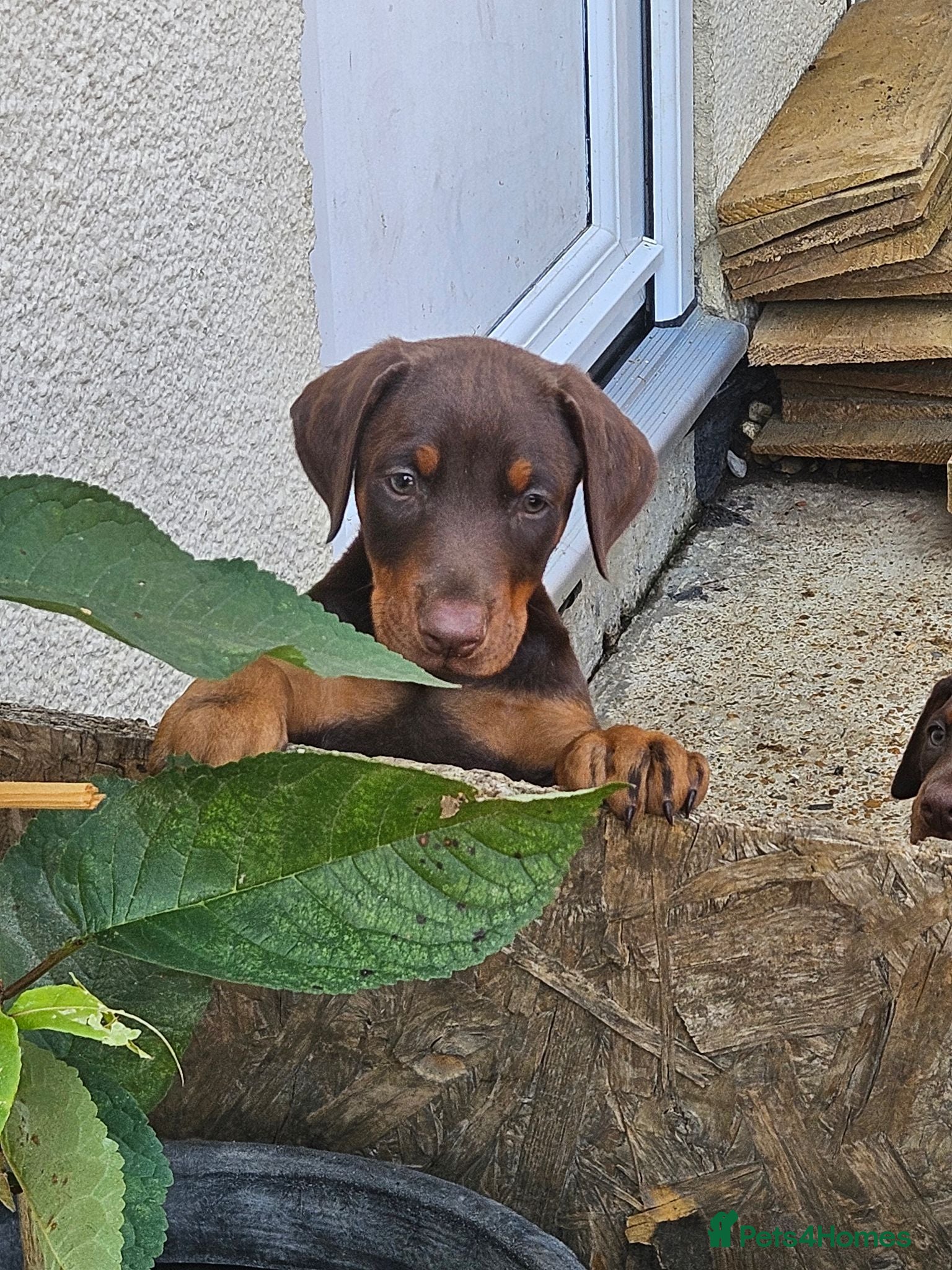 Dobermann dogs Dobermann puppies  - Advert 1