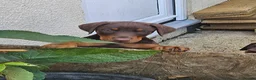 Dobermann dogs for sale: Dobermann puppies  - Advert 1