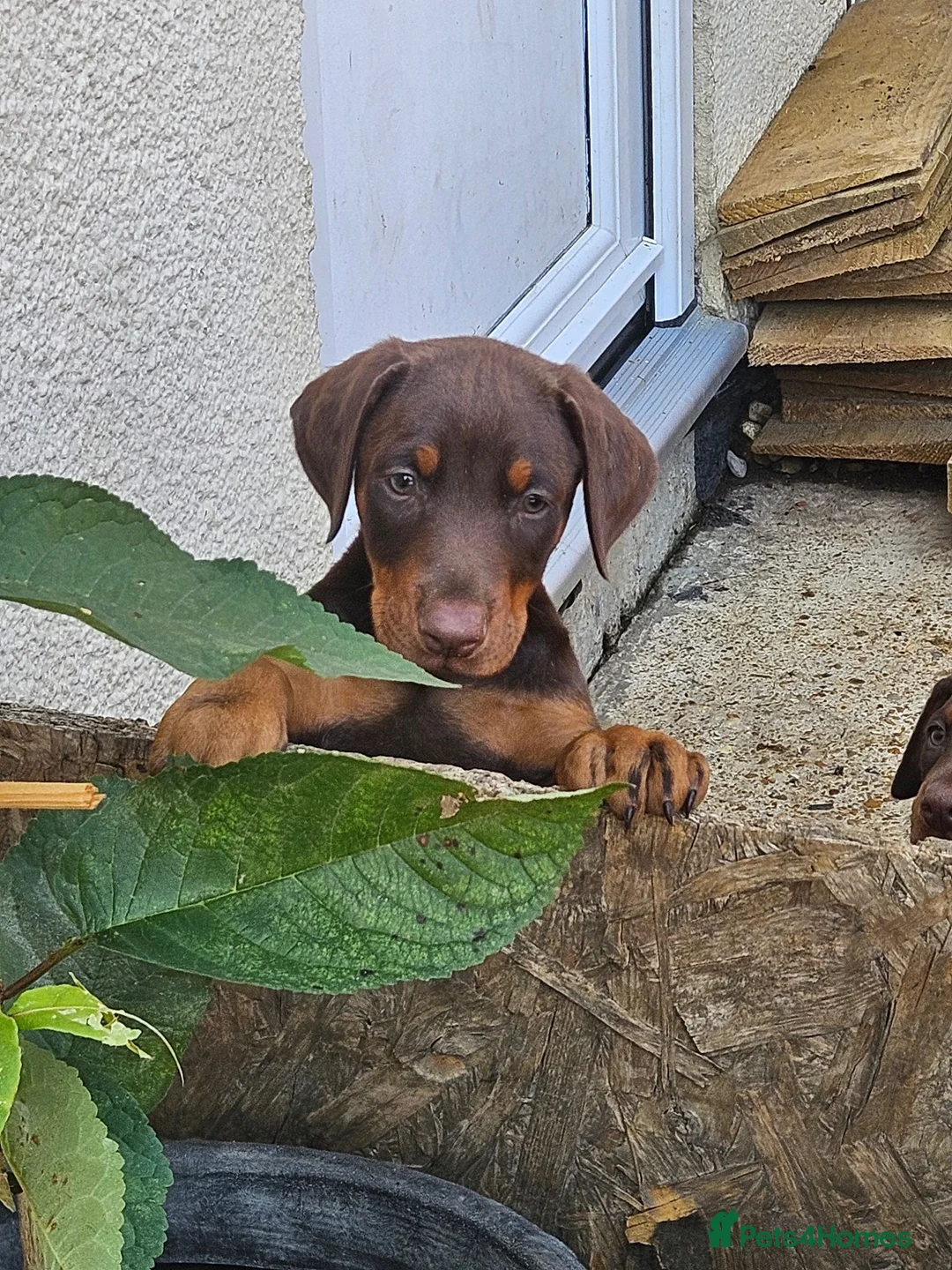 Dobermann dogs for sale: Dobermann puppies  - Advert 1
