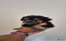 Bedlington Terrier dogs for sale: Bedlington terrier puppies  - Image 8