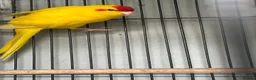 Cockatiels birds for sale: Bonded pair of Coctail & Kakari  - Advert 3