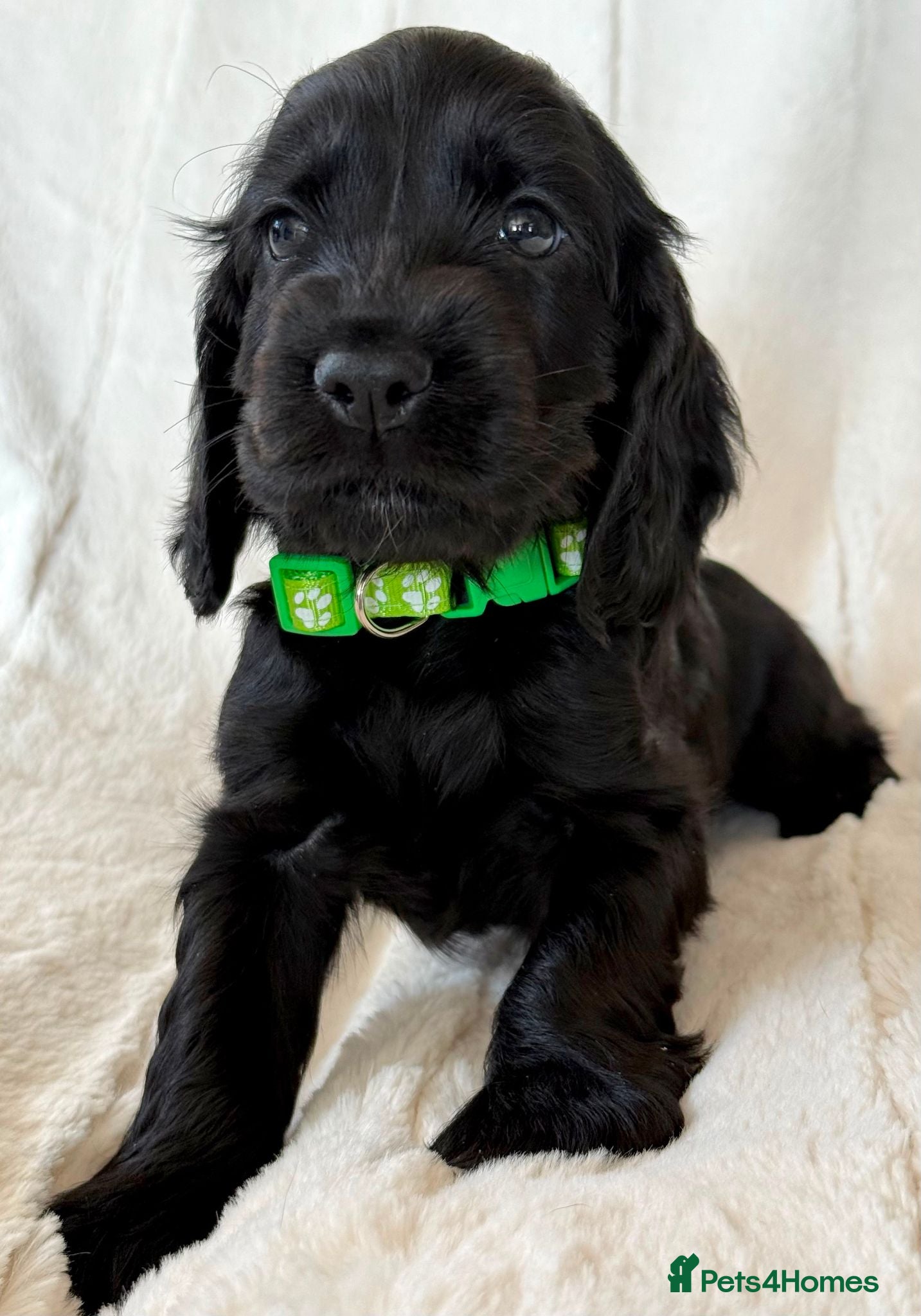 Cocker Spaniel dogs Health Tested KC Reg Showline Cocker Spaniel Pups - Advert 2