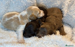 Cockapoo dogs for sale: F1 Cockapoo , Array of colours  - Image 11