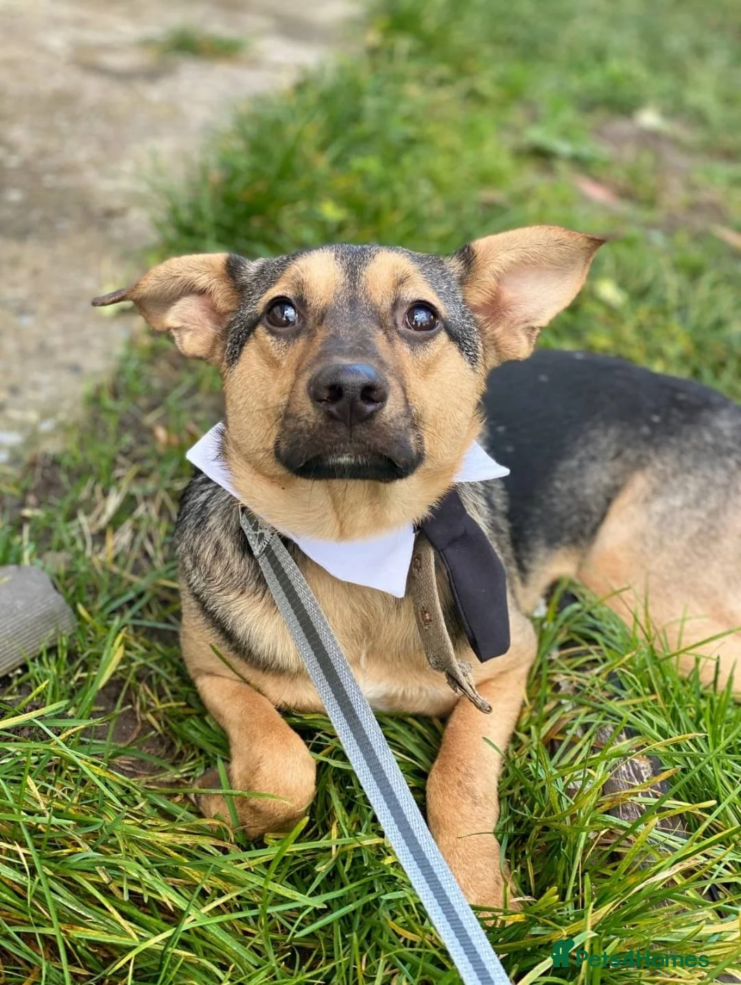 Mixed Breed dogs for adoption: URGENT FOSTER PLEA-💙 Mozart, 1 yo, lower-medium - Advert 8