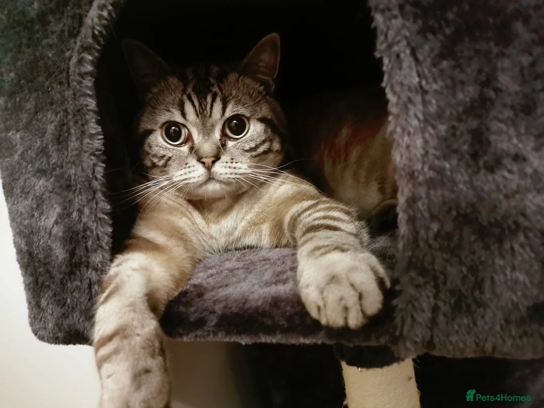 British Shorthair cats for sale:  British Shorthair Cat - Neutered ,6 years old - Advert 2