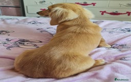 Miniature Dachshund dogs for stud: Beautiful KC Mini Long.H Full Eng. Cream Stud 🤍🐾 - Image 28