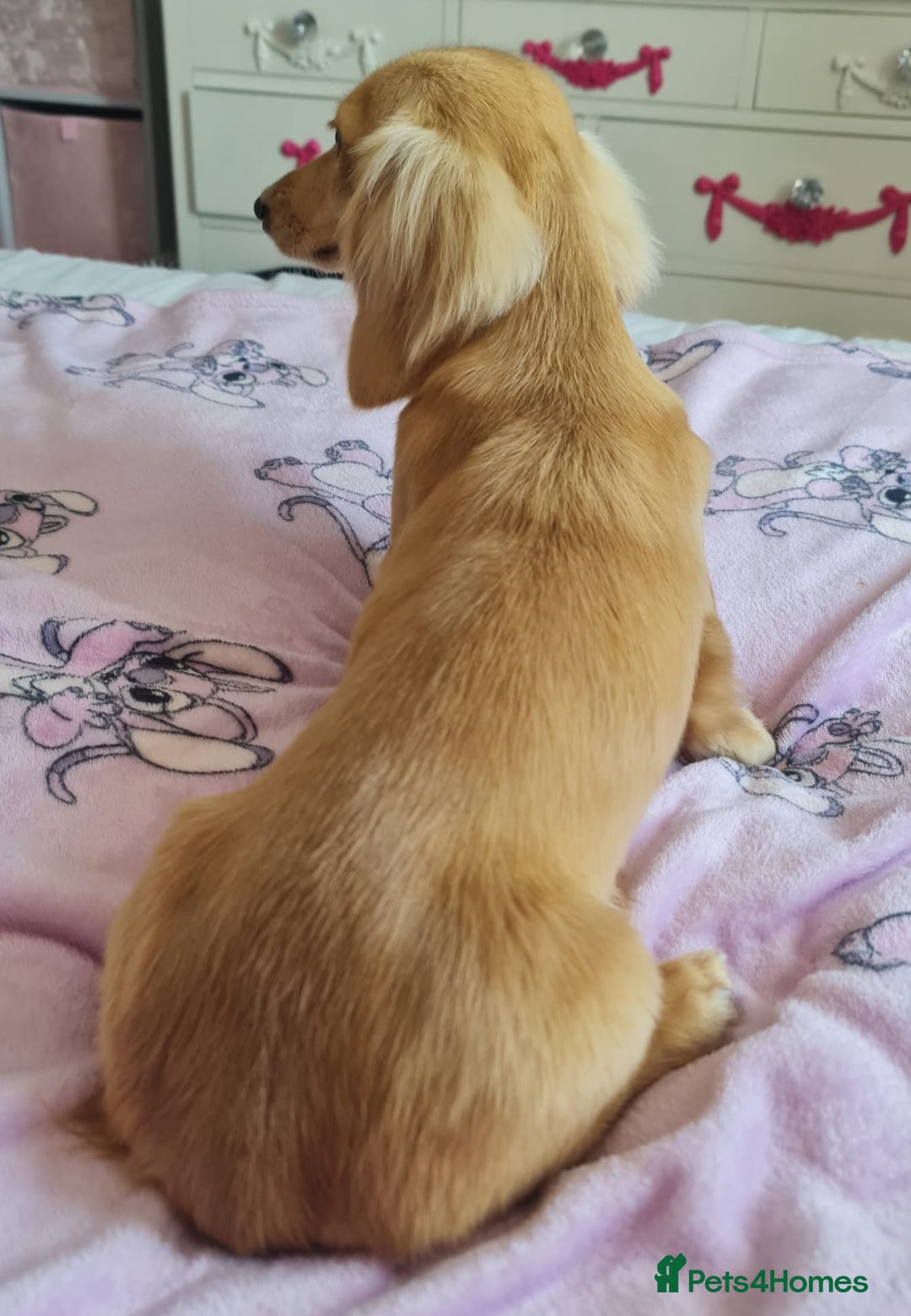 Miniature Dachshund dogs for stud: Beautiful KC Mini Long.H Full Eng. Cream Stud 🤍🐾 - Image 28