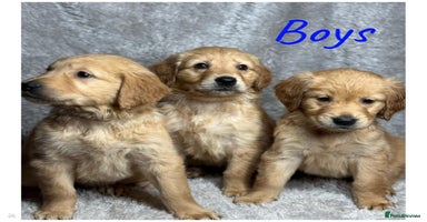 Golden Retriever dogs Beautiful chunkygolden’s READY TO LEAVE NEXT WEEK - Advert 10