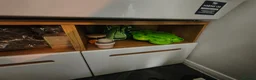 Mixed Breed rabbits for sale: 2 male rabbits 4 month old  - Advert 4