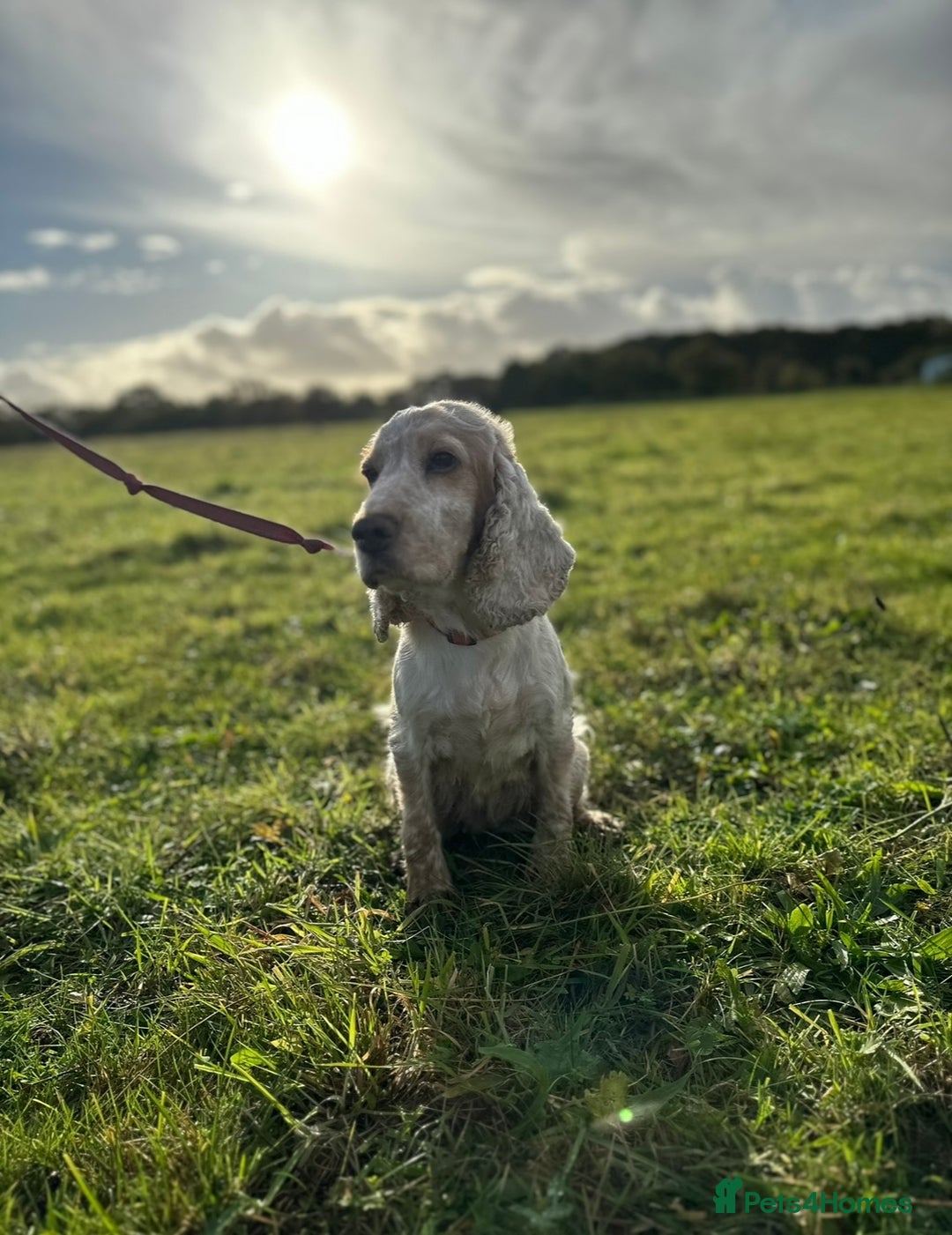 Cocker Spaniel dogs for sale: Our beloved Toffee  - Advert 7