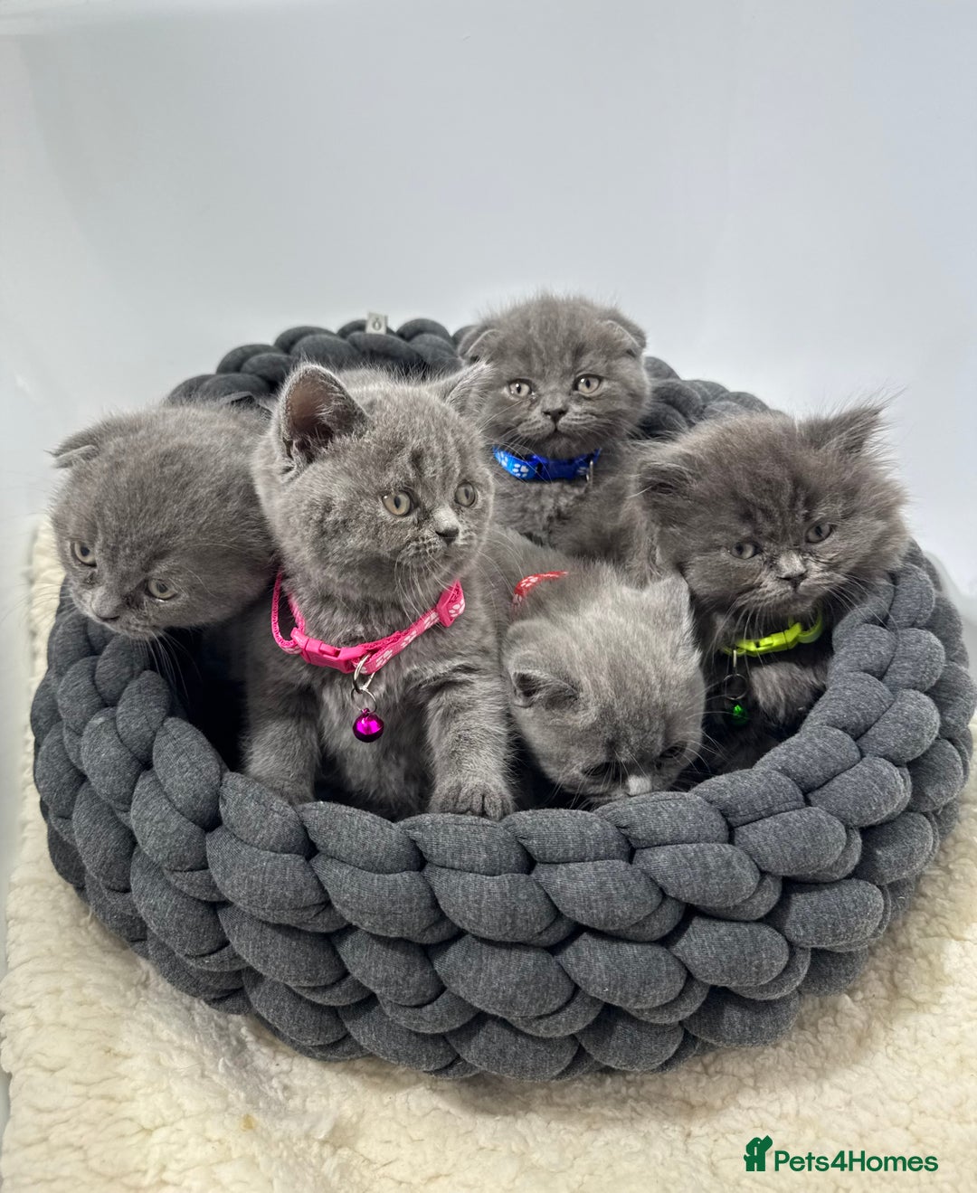 British Shorthair cats for sale: 6 stunning British Shorthair kittens  - Advert 7