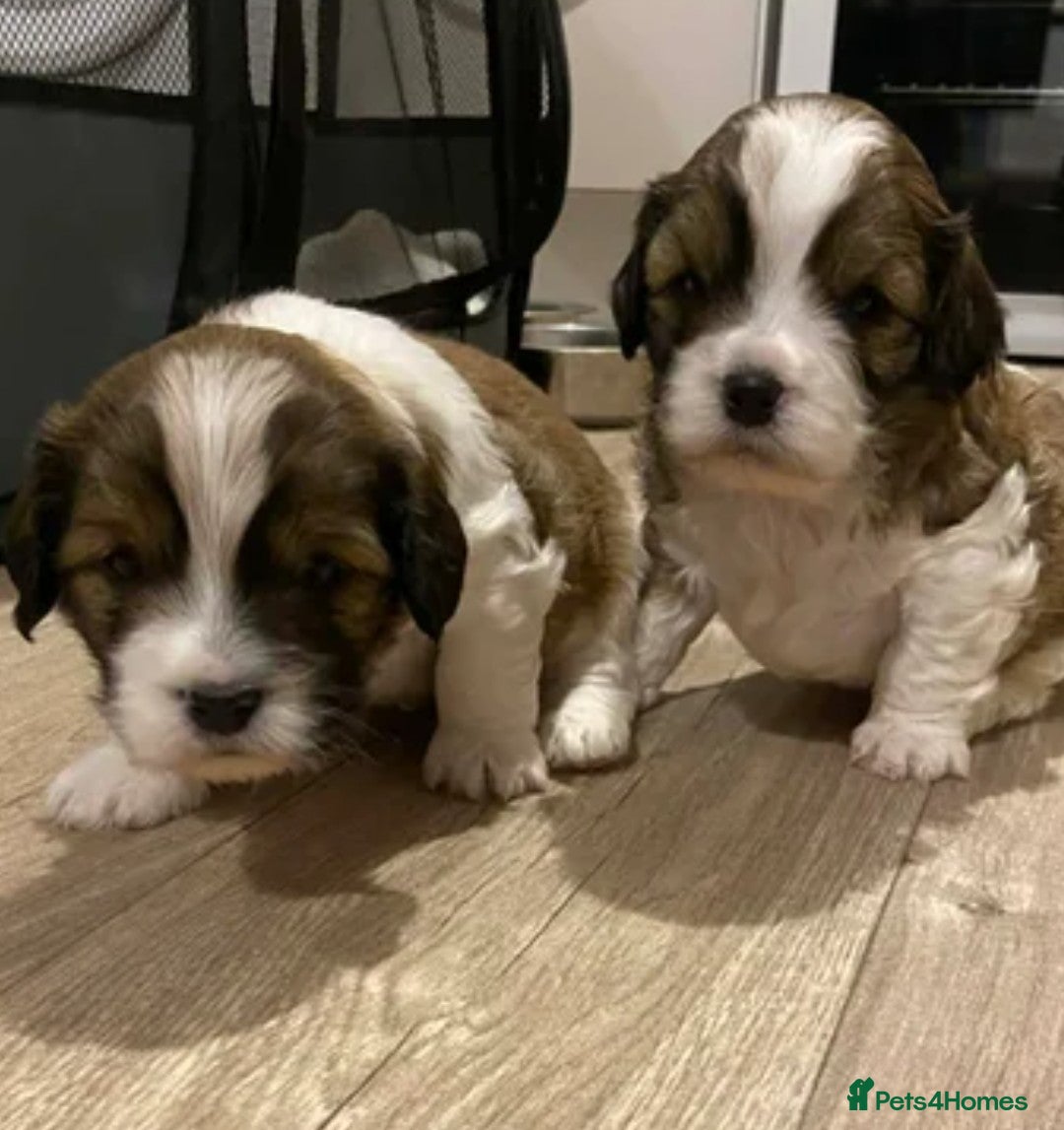 Mixed Breed dogs Adorable shihipoo family raised! - Advert 3