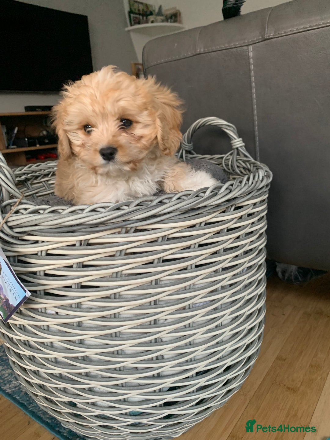 Cavapoo dogs for sale: Cavapoo puppies for sale - Advert 17