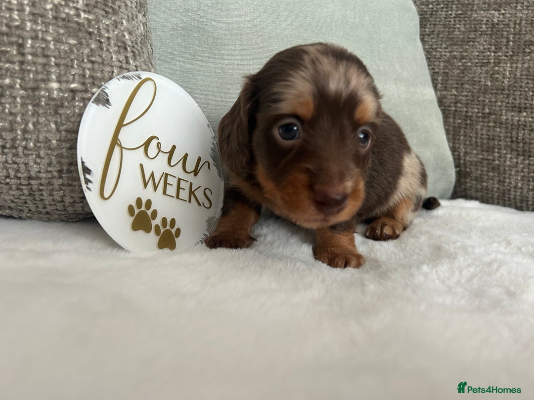 Miniature Dachshund dogs for sale: 🤍🐾 READY NEXT WEEK 🐾🤍 - Image 20