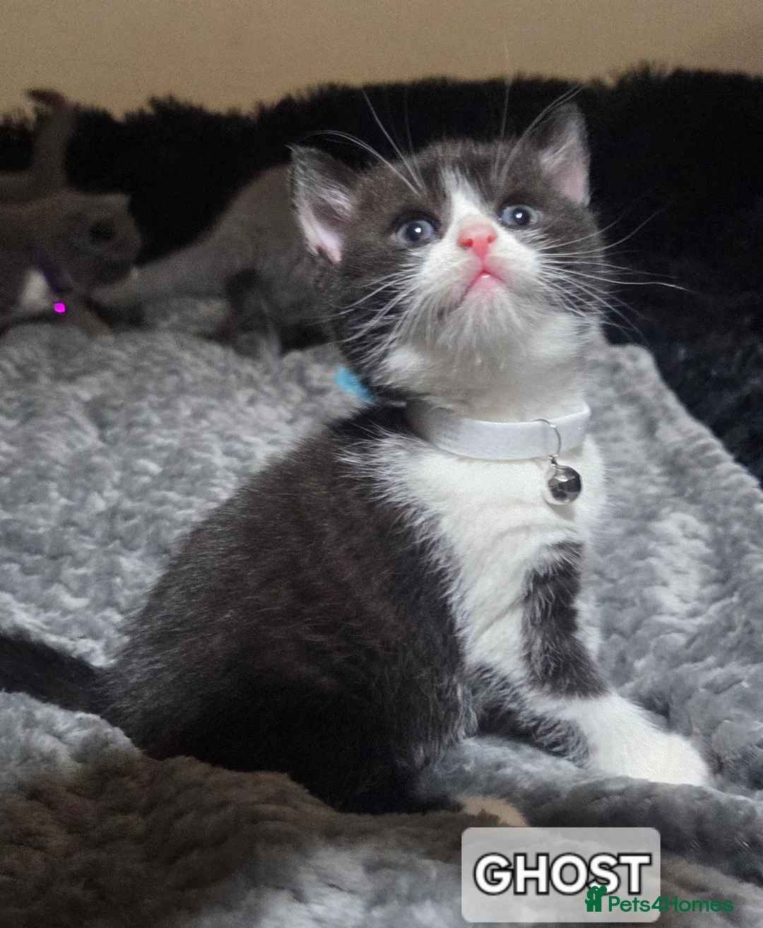 British Shorthair cats for sale: British Short Hair  - Advert 11