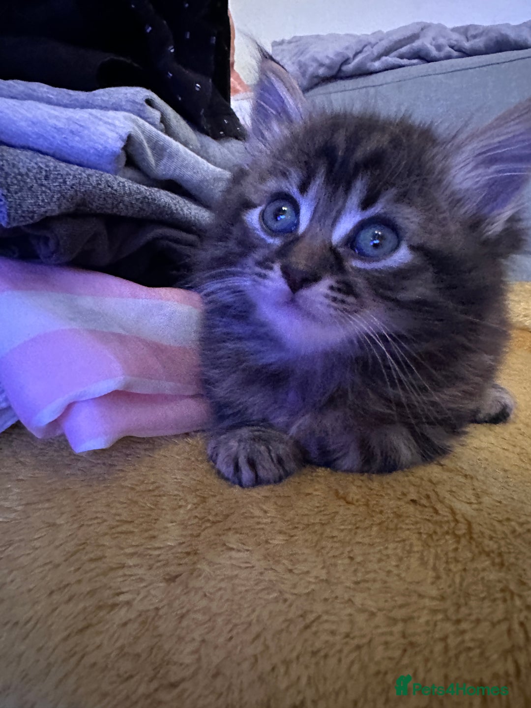 Mixed Breed cats for sale: 3 Half Ragdoll kittens; 2 boys and 1 girl - Advert 16