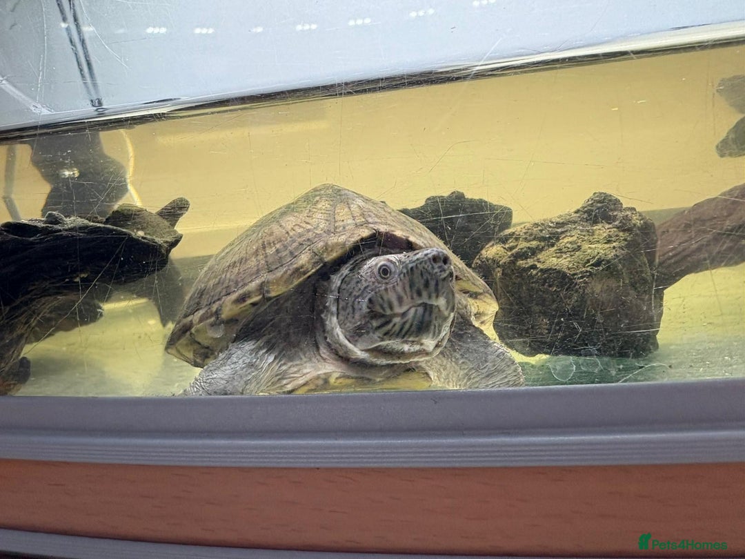 Turtle reptiles for sale: Razor Backed Musk Turtle - Image 3