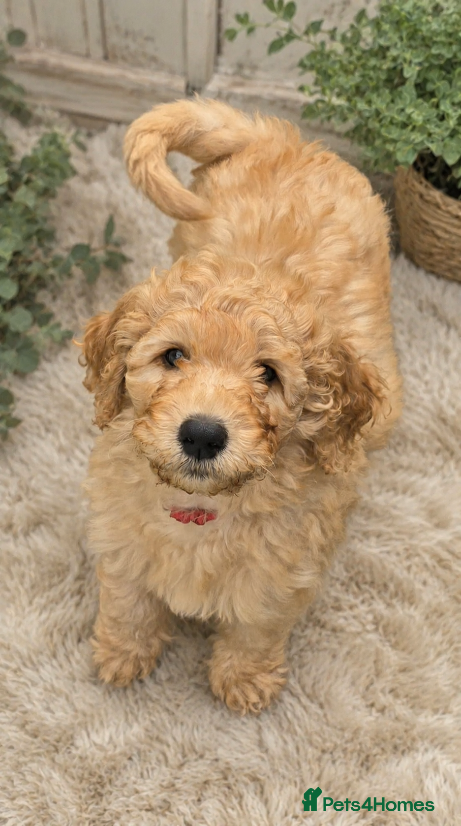 Labradoodle dogs 🐾 Beautiful Curly F4 Cream Labradoodle Boy  🖤 - Advert 1