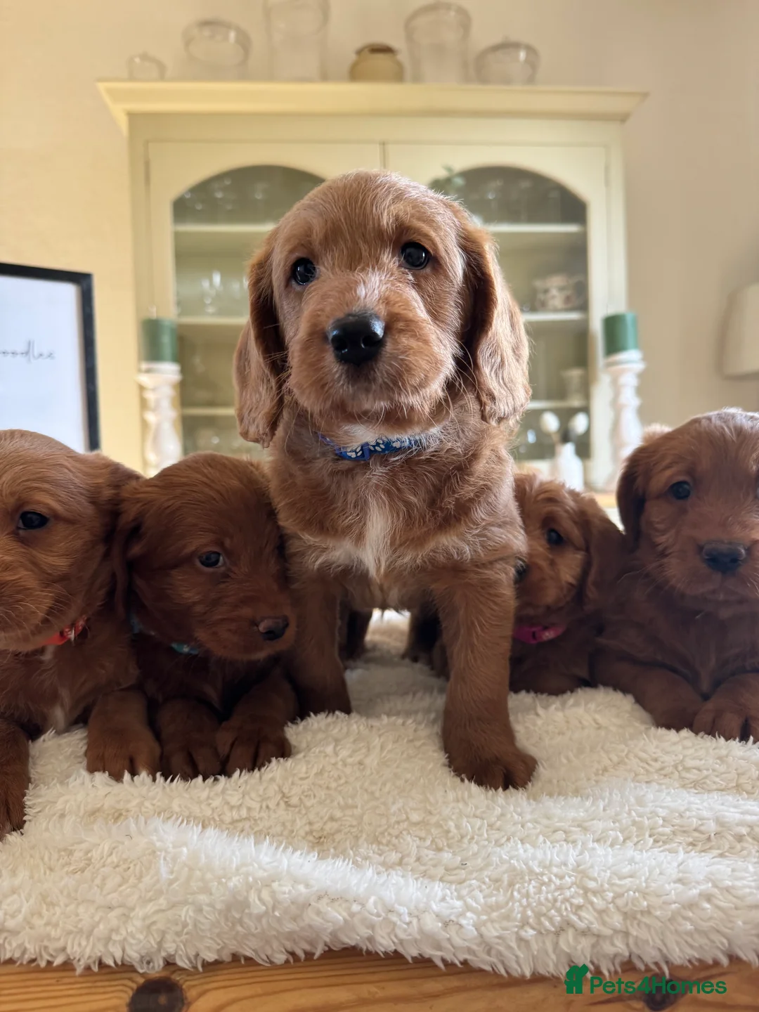 Labradoodle dogs for sale: Stunning Red F1 Labradoodles - Advert 2
