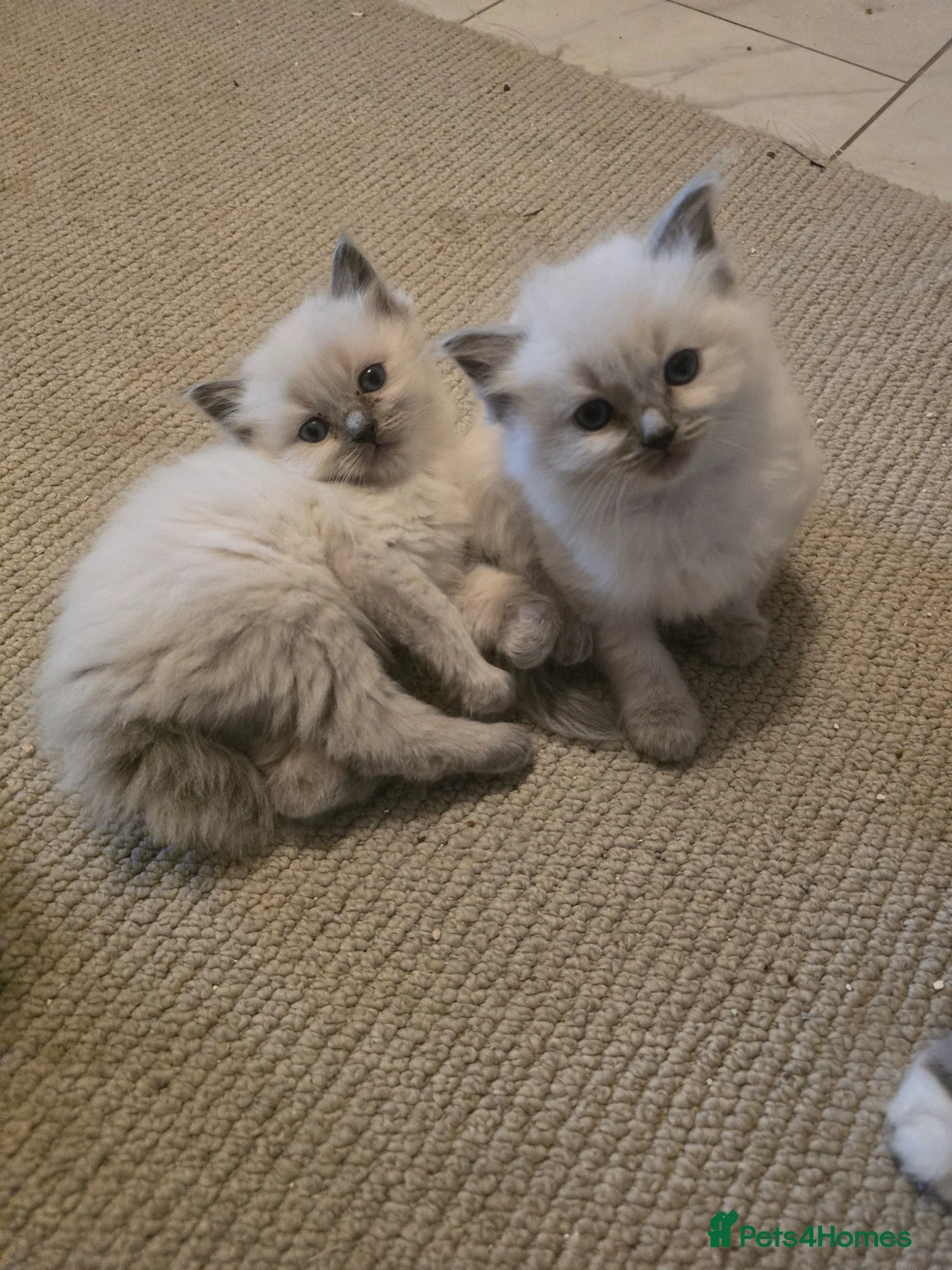 Ragdoll cats for sale: Ragdoll kittens for sale  - Advert 2