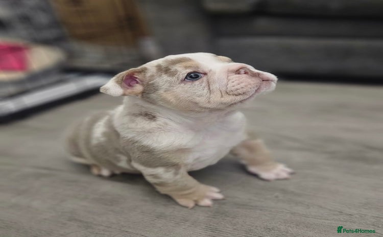 English Bulldog dogs Beautiful lilac merle female - Advert 16