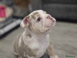 English Bulldog dogs Beautiful lilac merle female - Advert 2