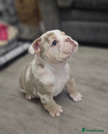English Bulldog dogs Beautiful lilac merle female - Advert 16