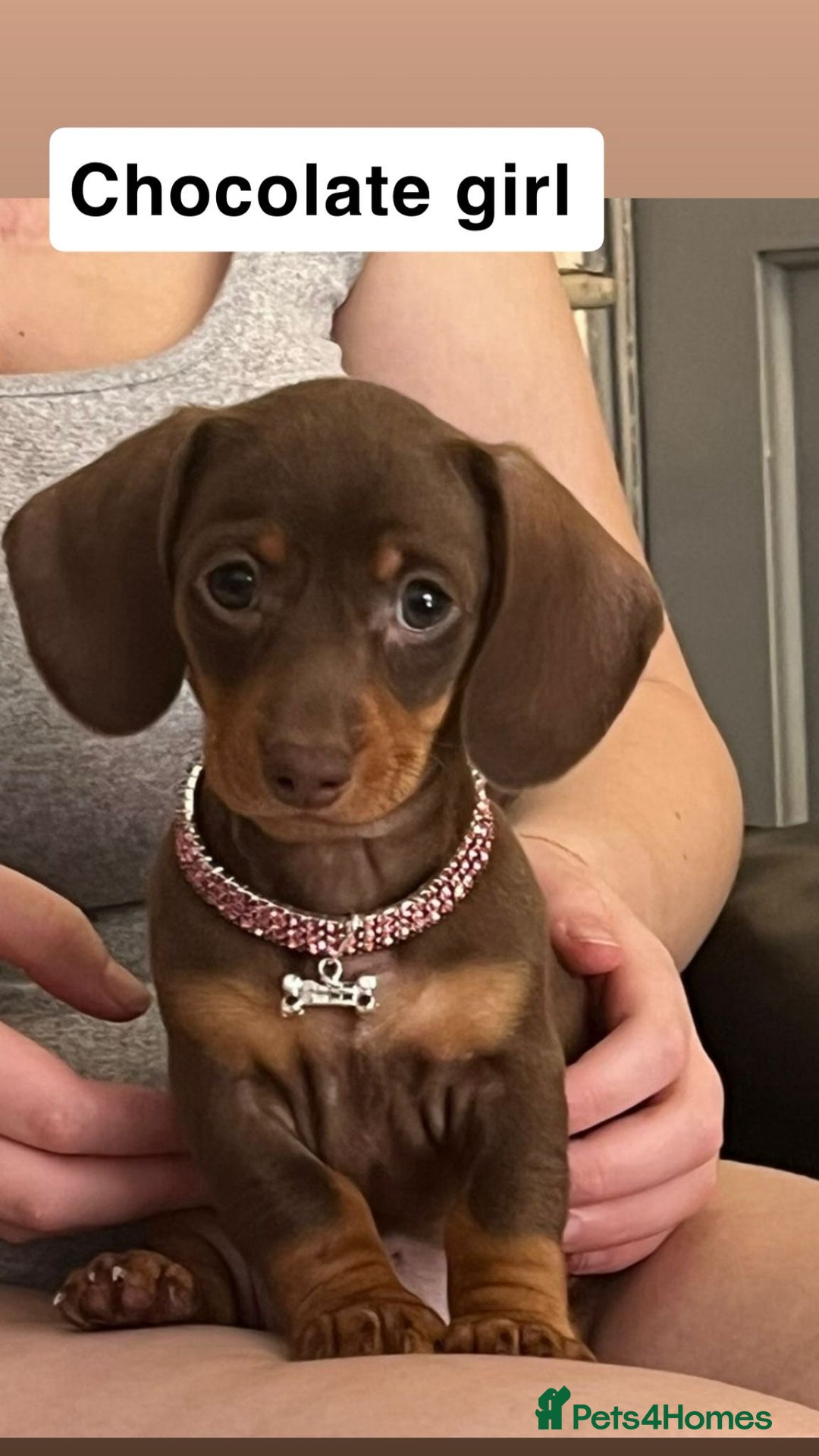 Dachshund dogs for sale: Dachshund puppies - Image 2