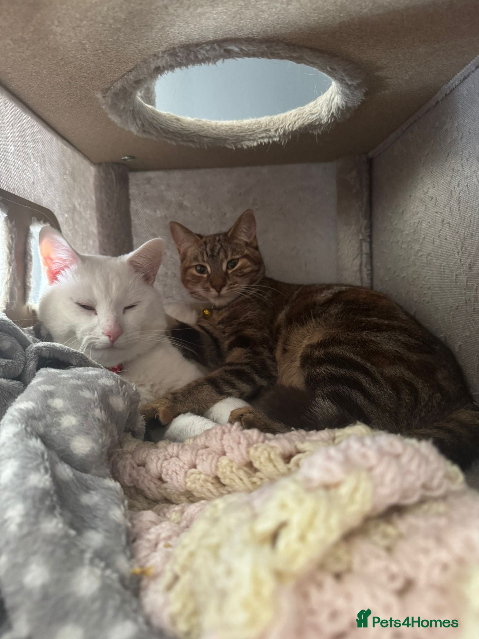 Domestic Shorthair cats for sale: Beautiful kittens - Advert 4