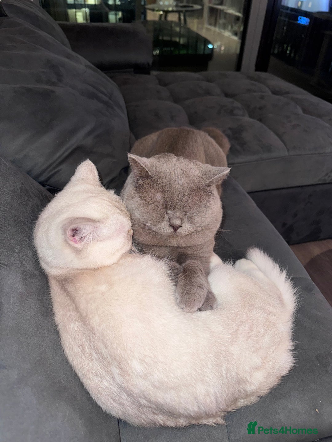 British Shorthair cats for sale: 2 BSH cat for sale - Advert 17