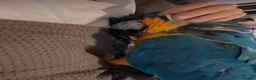 Macaws birds for sale: Very tame blue and gold macaw  in Tamworth - Advert 2