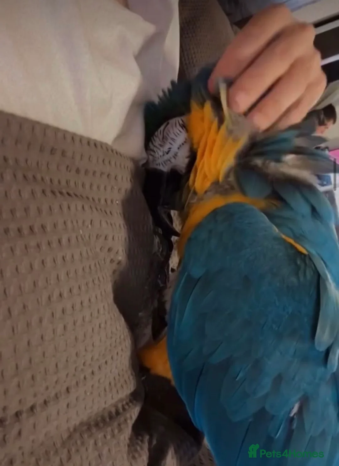 Macaws birds for sale: Very tame blue and gold macaw  in Tamworth - Advert 2
