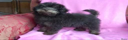 Toy Poodle dogs for sale: Adorable Toy Poodle Girl - Advert 5