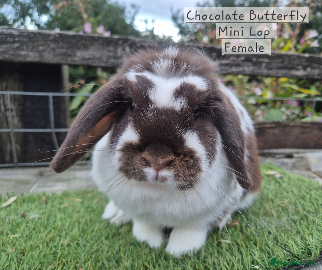 Mini Lop rabbits for sale: Various Adult  Mini Lop Female  - Image 4