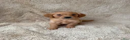 Golden Retriever dogs for sale: Outstanding golden retriever pups 🐶 - Advert 17