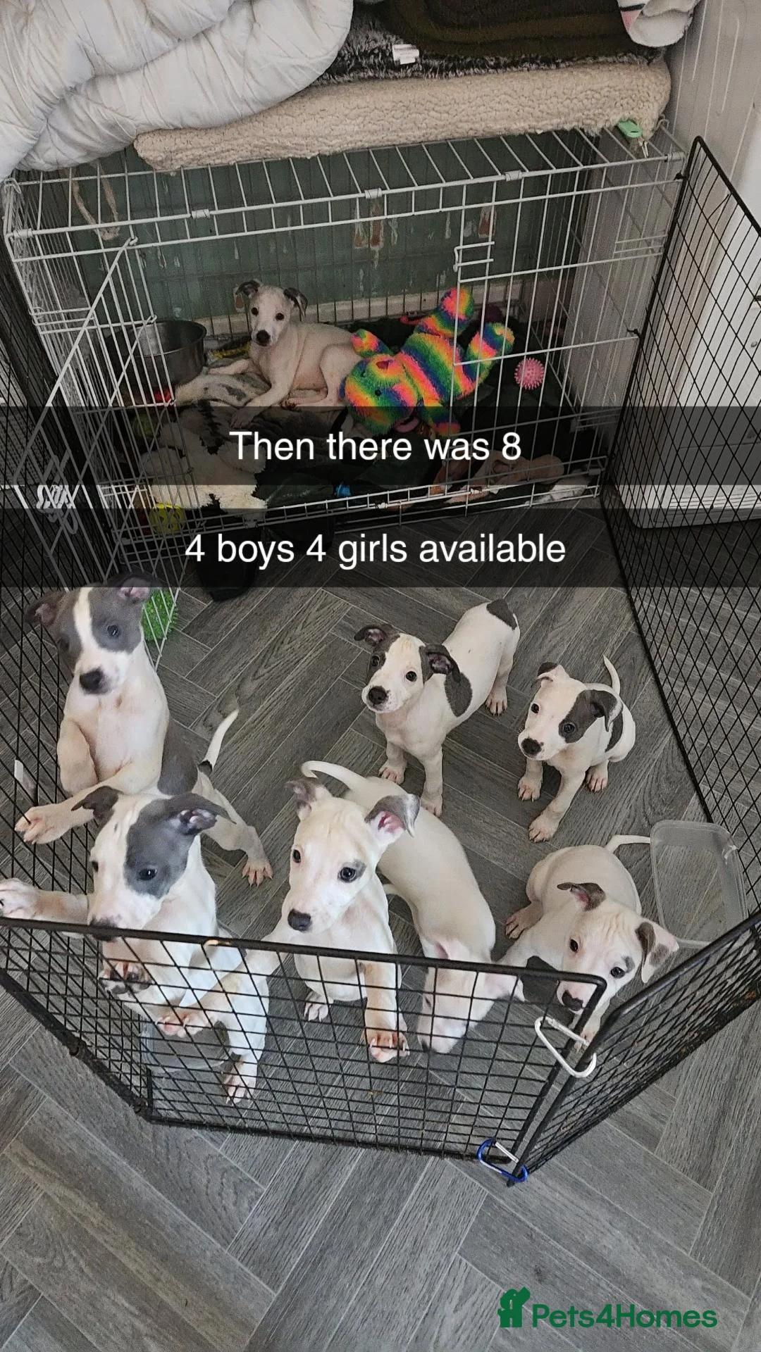 Mixed Breed dogs for sale: Whippet staffy puppies 4boys 4 girls  - Advert 2