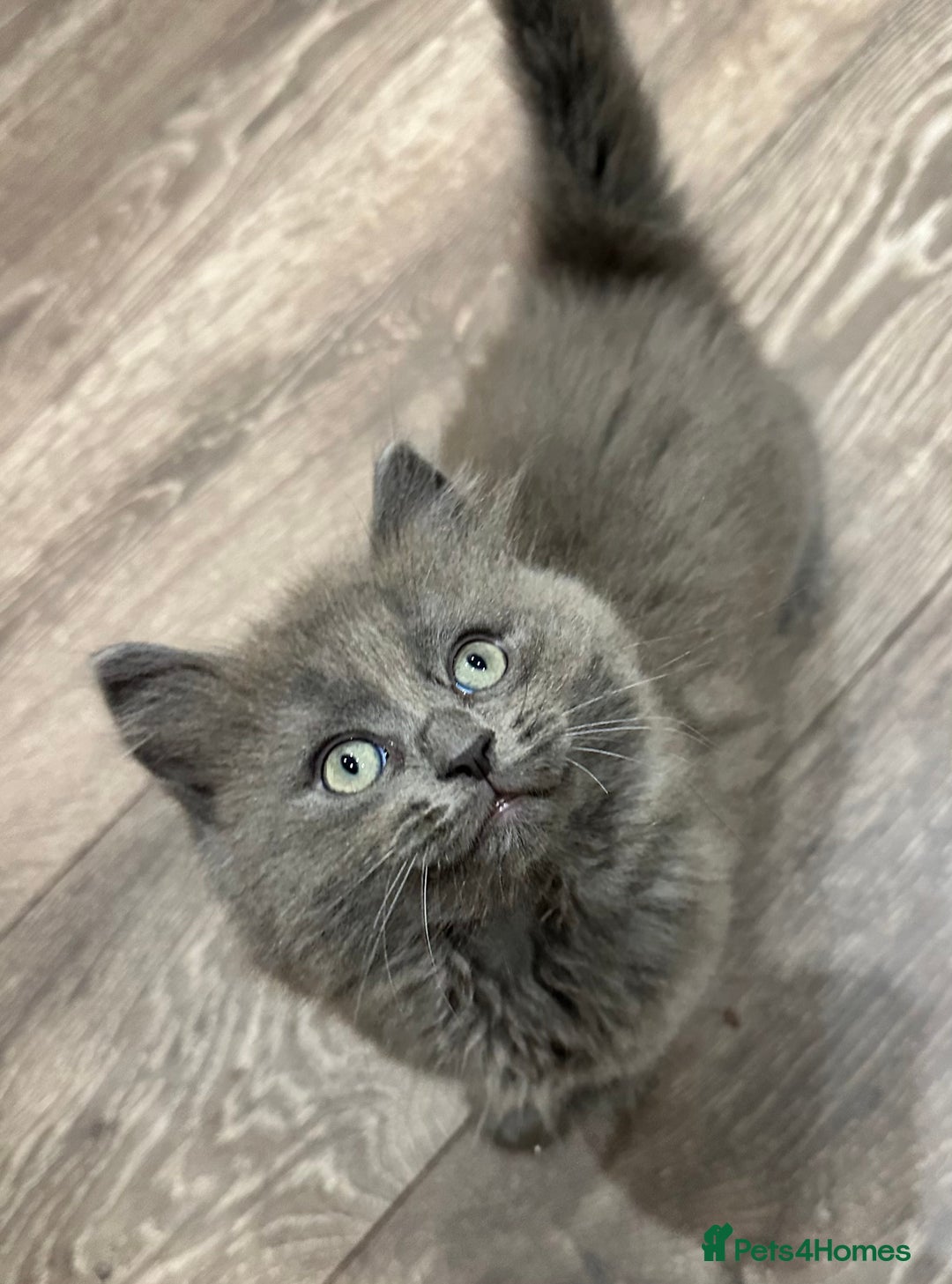 Norwegian Forest Cat cats for sale: 7 Exceptionally beautiful Norwegian Forest kittens - Advert 21