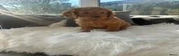 Cockapoo dogs for sale: F1 golden cockapoo puppies  - Advert 22