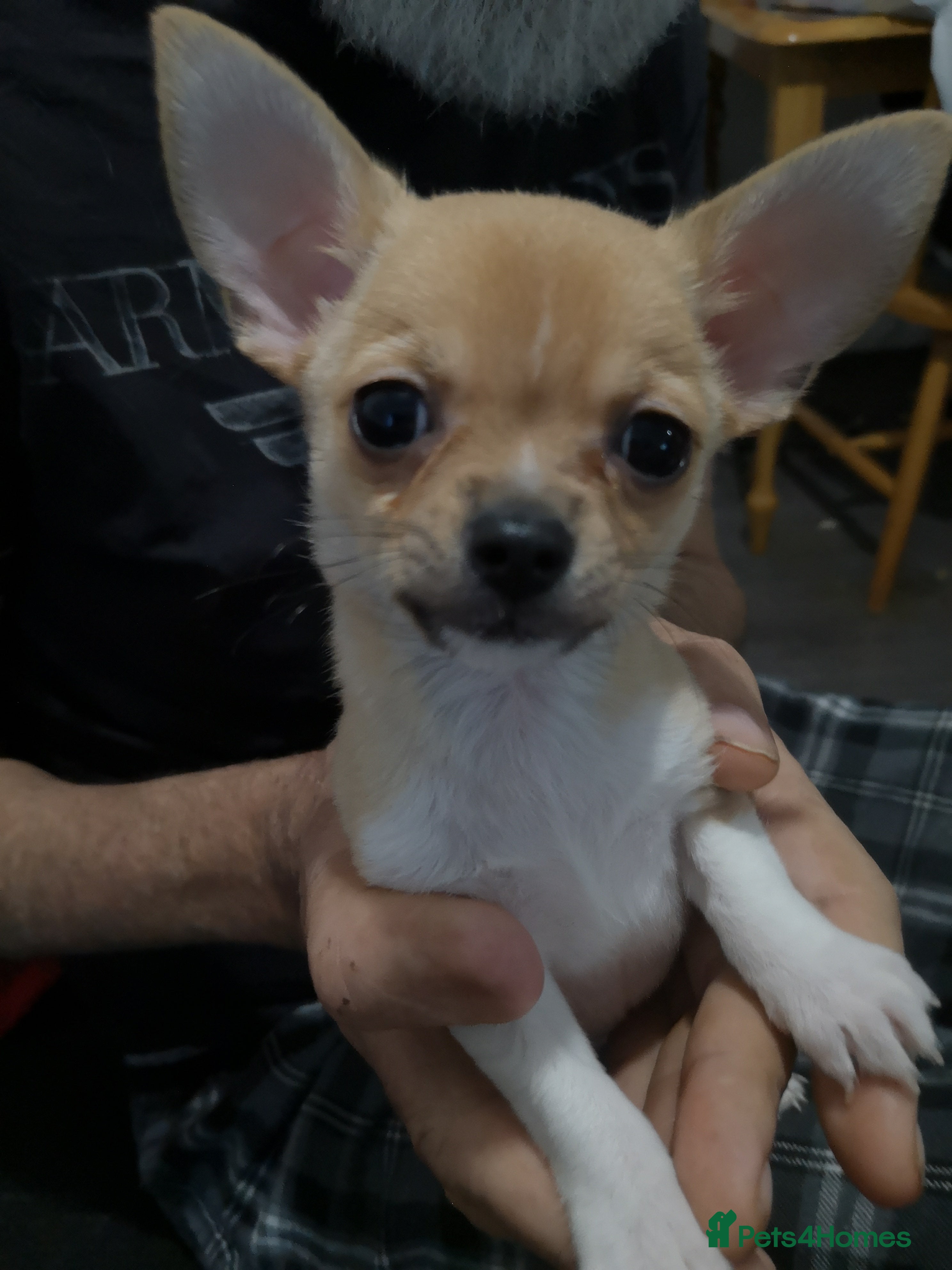 Chihuahua dogs Gorgeous tiny chibuahuas - Advert 14