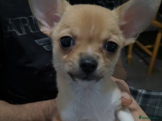 Chihuahua dogs Gorgeous tiny chibuahuas - Advert 8