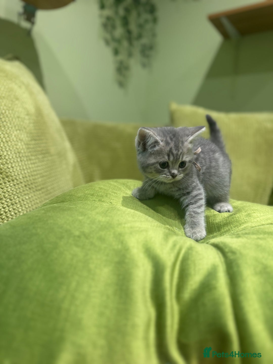 British Shorthair cats for sale: British blue / Scottish striaght kittens  - Image 9