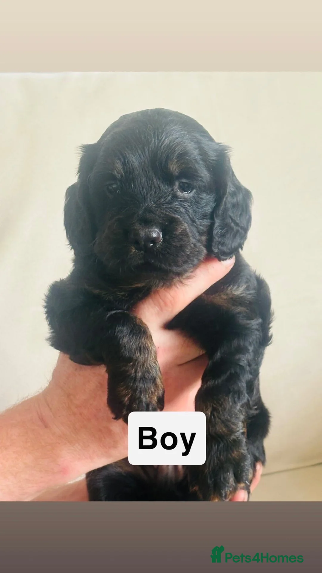 Cocker Spaniel dogs for sale: Cocker spaniel puppies - Advert 2