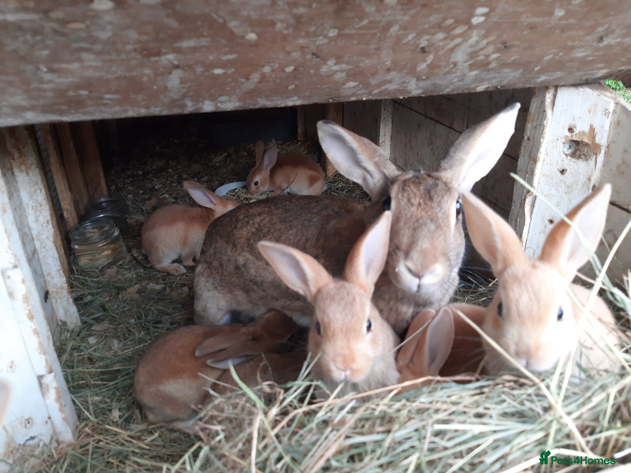 Mixed Breed rabbits for sale: Mixed rex and English tame and friendly rabbits - Advert 4