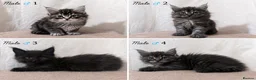 Maine Coon cats for sale: Maine Coon kittens - Advert 2