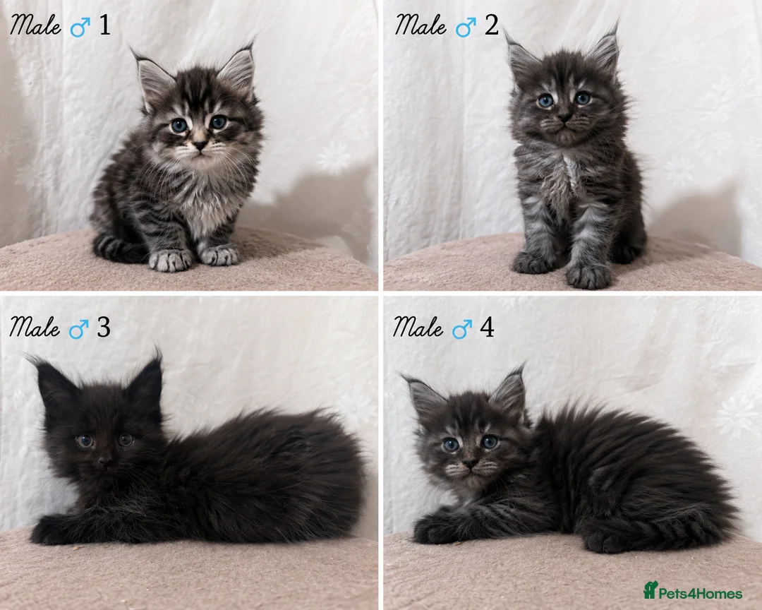 Maine Coon cats for sale: Maine Coon kittens - Advert 2