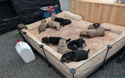 Mixed Breed dogs for sale: St Bernese X swiss Shepard pups - Image 1